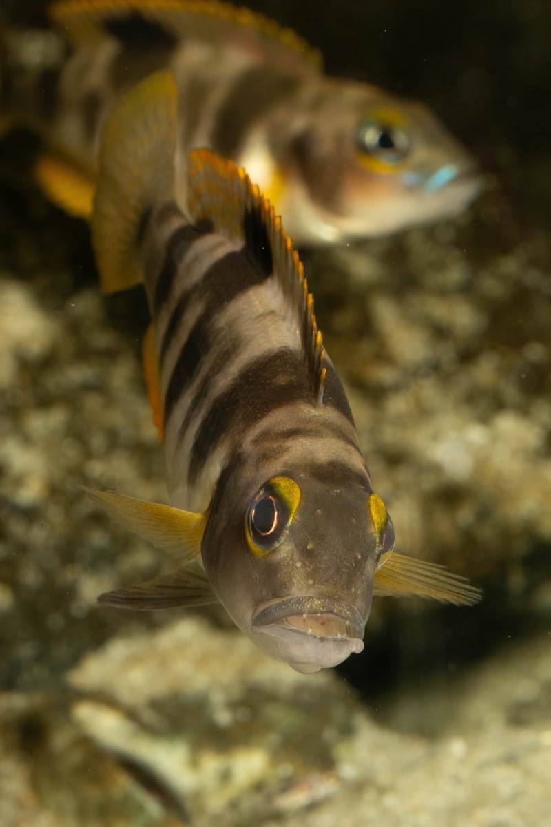 Lepidiolamprologus boulengeri 'Kigoma'
